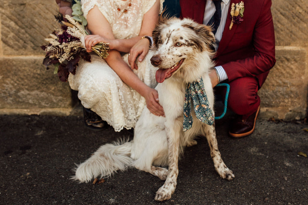 Border Collie dog at wedding party in a tie